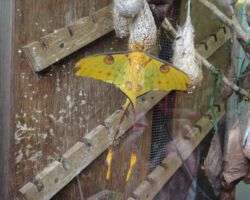 Butterfly and cocoons - Animal Science Jobs Profile