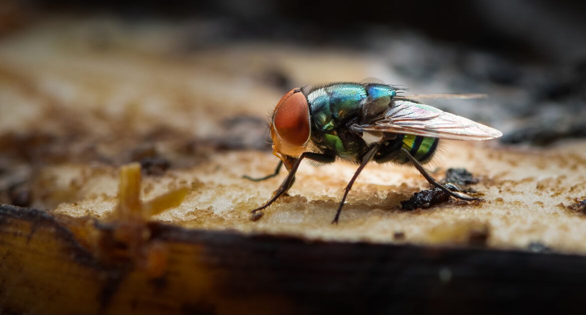 Green housefly using its labellum to suck banana meat - Entomology Jobs Profile