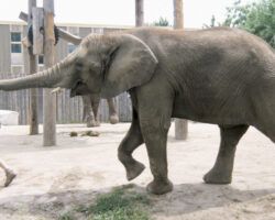 Trainer pulling trunk of elephant