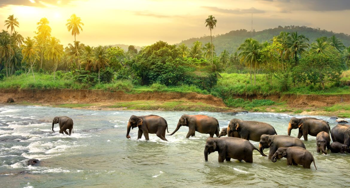 Elephants in river