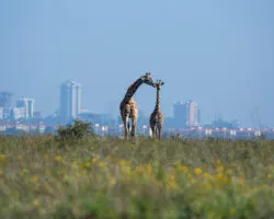 kenya