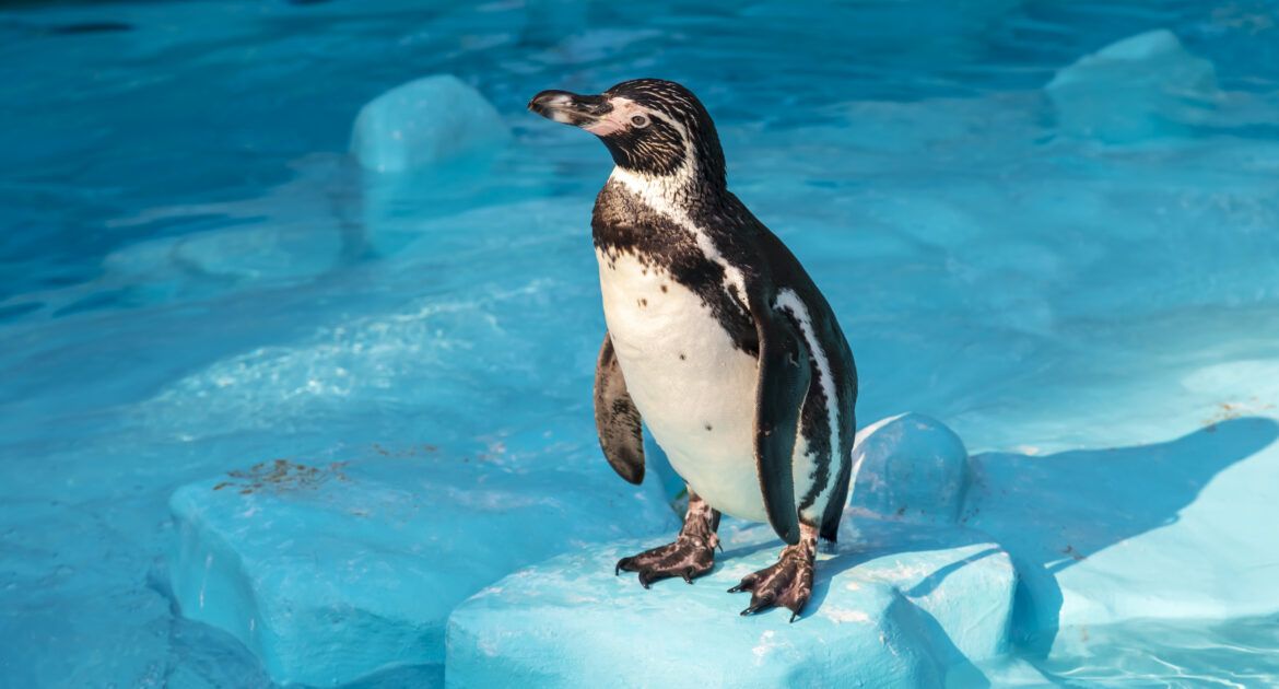 Humboldt penguin